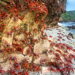 Red Crabs Raphael-Bick-Unsplash