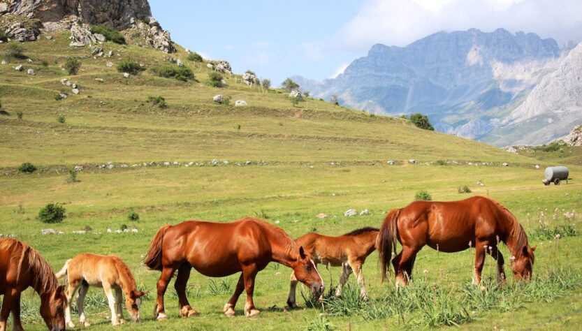 Apertura Caballos Babia El viajero global