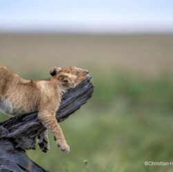 Hang-loose @Christian-Hargasser/ ComedyWildlife