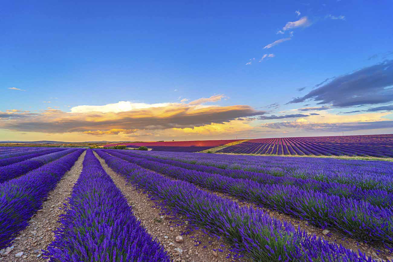 Calereuega Campos de lavanda Turismo Burgos El viajero global
