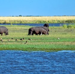 Okavango-hippo-Jürgen Bierlein en Pixabay