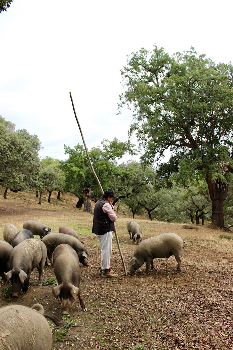 6 Corteconcepción 02