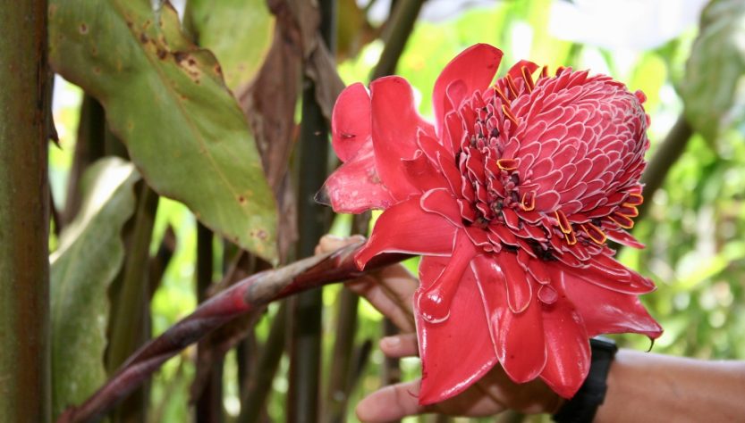 Flor_costa-rica_carmen-r-pinos_el-viajero-global