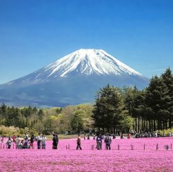 09 Musgo rosa_Festival Fuji Shibazakura_phurichaya-kitticharin-unsplash