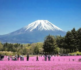09 Musgo rosa_Festival Fuji Shibazakura_phurichaya-kitticharin-unsplash