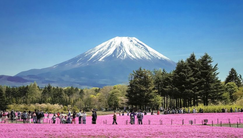 09 Musgo rosa_Festival Fuji Shibazakura_phurichaya-kitticharin-unsplash