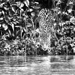 Parque nacional Encontro das Águas, Pantanal, estado de Mato Grosso, Brasil, 2011 © Sebastião SALGADO