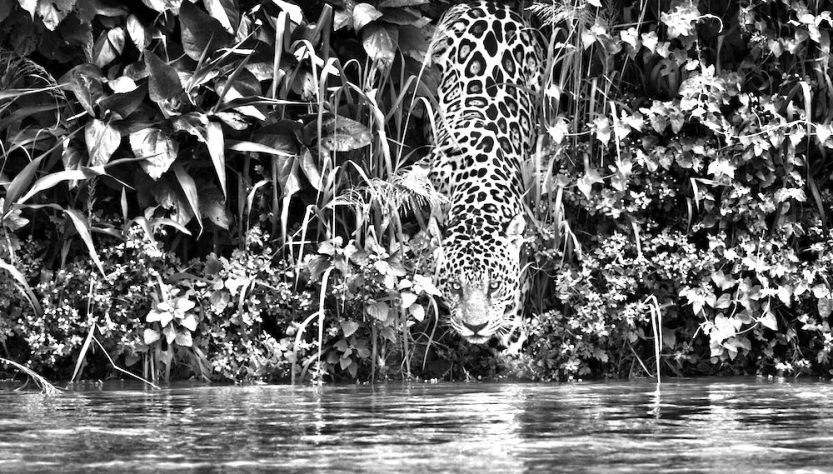 Parque nacional Encontro das Águas, Pantanal, estado de Mato Grosso, Brasil, 2011 © Sebastião SALGADO