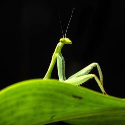 Diego-Perez_Sexy-mantis