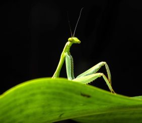 Diego-Perez_Sexy-mantis
