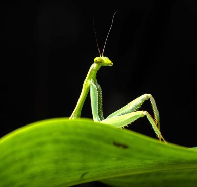Diego-Perez_Sexy-mantis