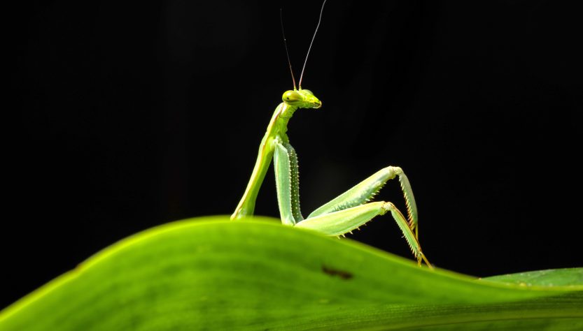 Diego-Perez_Sexy-mantis